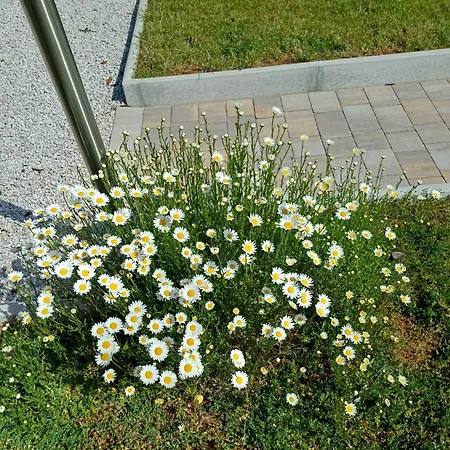 Daisy * Lokev